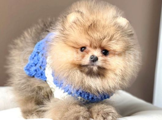 Safkan Teddy Bear Pomeranian Boo Yavrularımız görsel