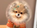 Safkan Teddy Bear Pomeranian Boo Yavrularımız