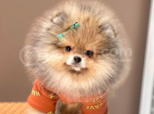 Safkan Teddy Bear Pomeranian Boo Yavrularımız görsel