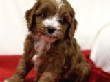 Orji̇nal Cavapoo Di̇zayn Irk Bebekler