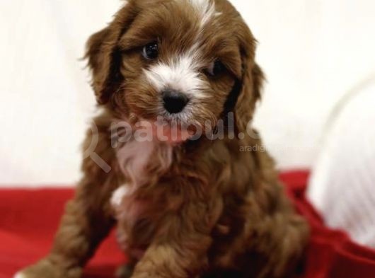Orji̇nal Cavapoo Di̇zayn Irk Bebekler