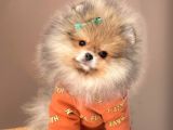 Safkan Teddy Bear Pomeranian Boo Yavrularımız