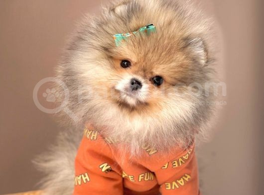 Safkan Teddy Bear Pomeranian Boo Yavrularımız