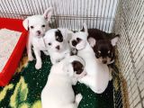 Kendi Köpeğimin Yavruları