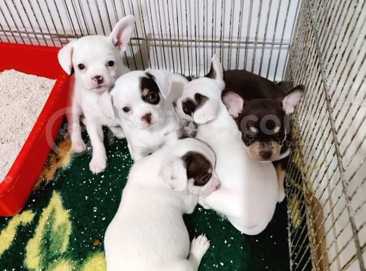 Kendi Köpeğimin Yavruları görsel