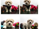 100% Safkan İnanilmaz Sevi̇mli̇ Malti̇poo Yavrularimiz