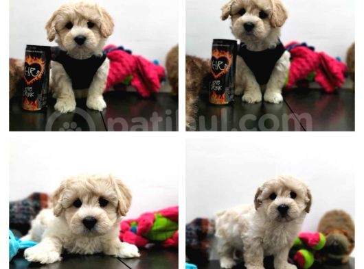 100% Safkan İnanilmaz Sevi̇mli̇ Malti̇poo Yavrularimiz