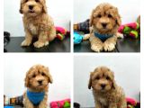 100% Safkan İnanilmaz Sevi̇mli̇ Malti̇poo Yavrularimiz