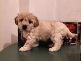 Ev Ortamına Uygun Safkan Maltipoo