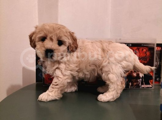 Ev Ortamına Uygun Safkan Maltipoo görsel