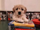 Ev Ortamına Uygun Safkan Maltipoo