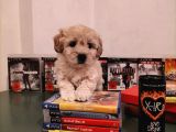 Ev Ortamına Uygun Safkan Maltipoo