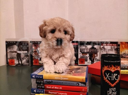 Ev Ortamına Uygun Safkan Maltipoo görsel