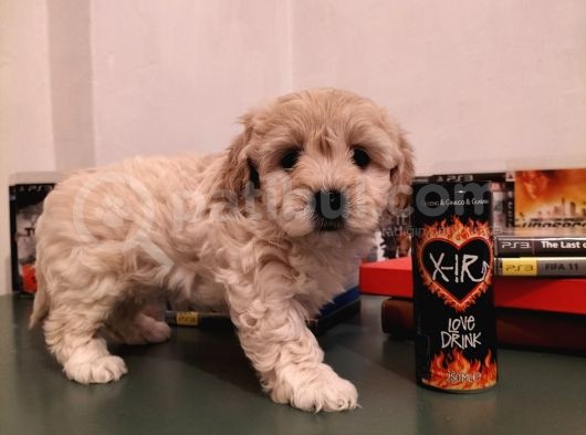 Ev Ortamına Uygun Safkan Maltipoo görsel