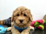 Tüy Dökmeyen Maltipoo Yavrularimiz