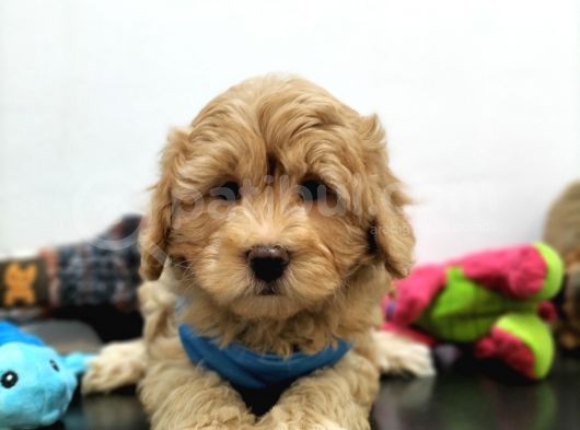 Tüy Dökmeyen Maltipoo Yavrularimiz görsel