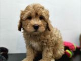 Tüy Dökmeyen Maltipoo Yavrularimiz
