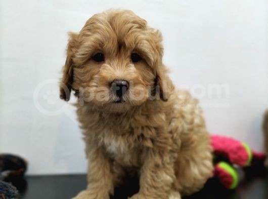 Tüy Dökmeyen Maltipoo Yavrularimiz görsel