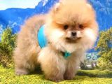 Satılık Pomeranian Boo Yavrularımız