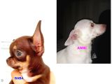 Kendi Köpeğimin Yavruları