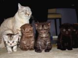Kahve Scottish Fold  Açıklamayı Okuyun