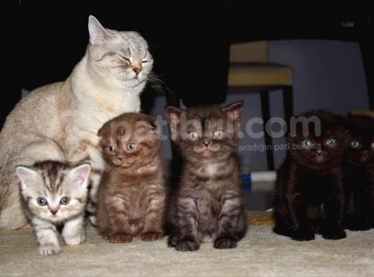 Kahve Scottish Fold  Açıklamayı Okuyun görsel
