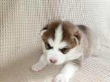 En İyisini Araya Husky Bebekler