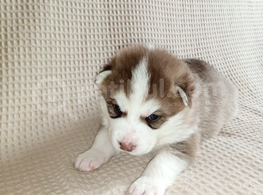 En İyisini Araya Husky Bebekler