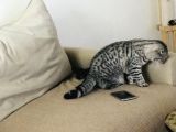 Silver Tabby Dişi Kedim