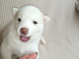 En İyisini Araya Husky Bebekler