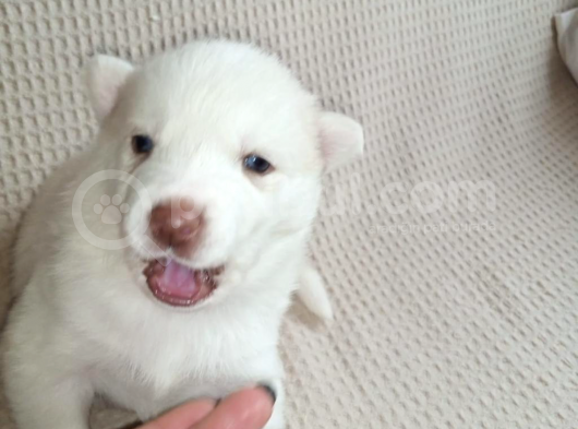 En İyisini Araya Husky Bebekler görsel