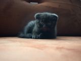 Kahve Scottish Fold  Açıklamayı Okuyun