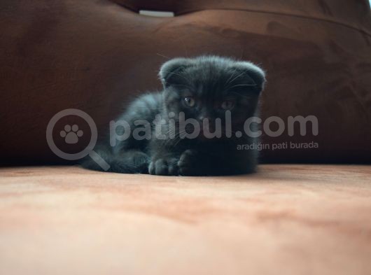 Kahve Scottish Fold  Açıklamayı Okuyun görsel