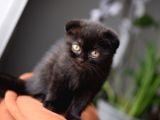 Kahve Scottish Fold  Açıklamayı Okuyun