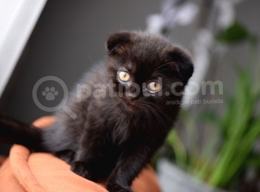 Kahve Scottish Fold  Açıklamayı Okuyun görsel