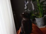 Kahve Scottish Fold  Açıklamayı Okuyun