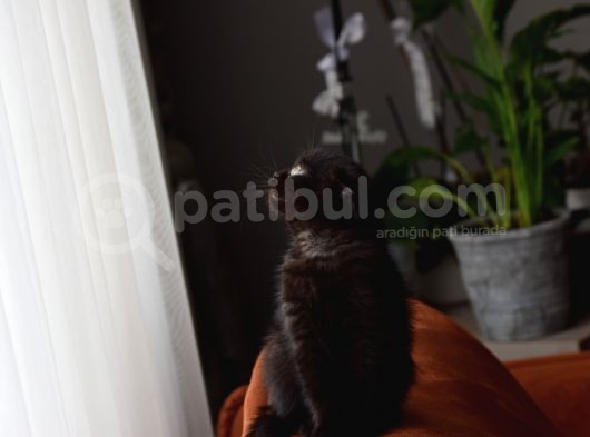Kahve Scottish Fold  Açıklamayı Okuyun görsel
