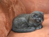 Kahve Scottish Fold  Açıklamayı Okuyun