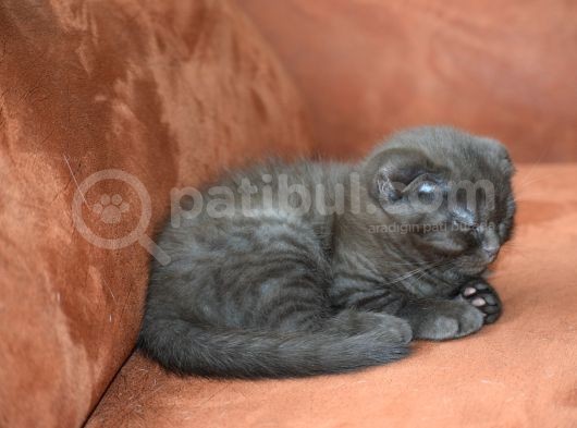Kahve Scottish Fold  Açıklamayı Okuyun görsel