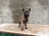 Kusursuz Malinois Yavrularimiz