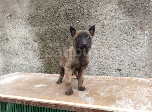 Kusursuz Malinois Yavrularimiz görsel