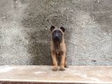 Kusursuz Malinois Yavrularimiz