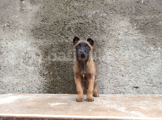 Kusursuz Malinois Yavrularimiz görsel