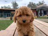 Toy Poodle