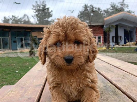 Toy Poodle görsel
