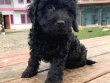 Si̇yah Toy Poodle Yavrumuz