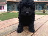 Si̇yah Toy Poodle Yavrumuz