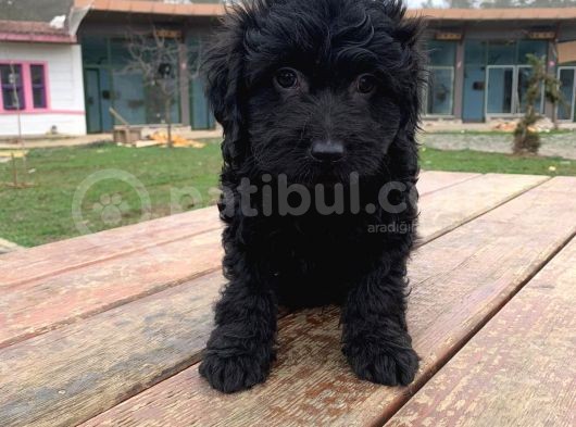 Si̇yah Toy Poodle Yavrumuz görsel