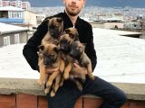Kusursuz Malinois Yavrularimiz
