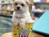 Mini Maltipoo Bebeğimiz